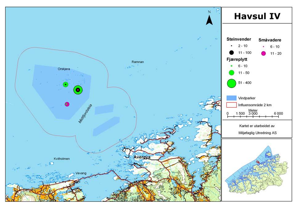 Myrsnipe Calidris alpina Myrsnipe overvintrer spredt og fåtallig langs Norskekysten, gjerne på ytterkysten hvor klimaet er gunstigst.