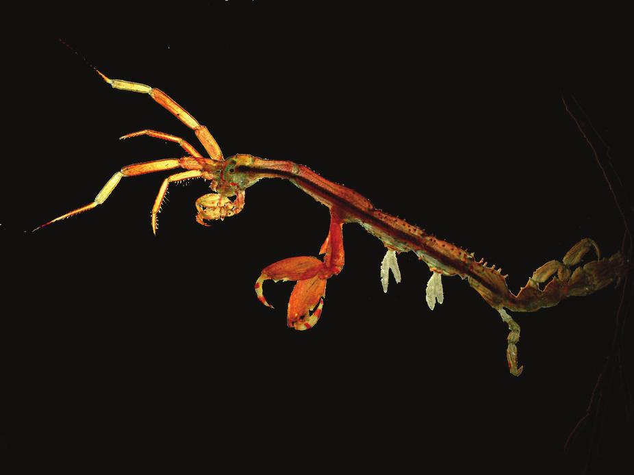 Ingen forvekslingsart. Japansk spøkelseskreps Caprella mutica Hanner kan bli 5 cm, hunnene ca.