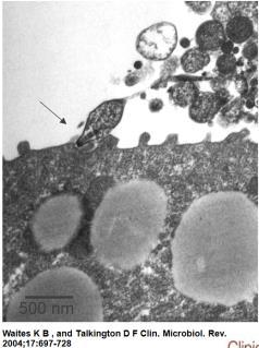 An infectious, but metabolically inactive, elementary body (EB) is taken up by mucosal epithelial cells. 48-72 hours www.nature.