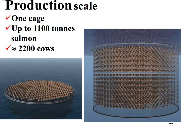 Produksjonsskala i mær Biomasse 200 000 fisk Opp mot 1 100 tonn