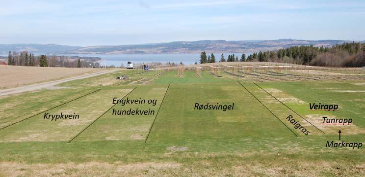 Forsøk på fairway og tee Klippet som fairway eller tee danner veirapp en tett og lys gressmatte.