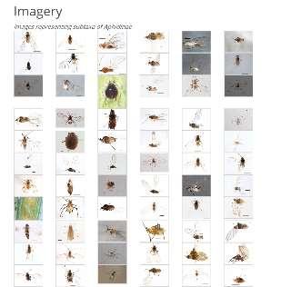 > 2 bladlusarter i BOLD BLADLUSARTER (APHIDOIDEA) Grovsortering av bladlus til antatt art DNA-ekstraksjon av 1-5 bladlus per «artsgruppe» PCR med barcoding-primerene HCO2198/ LCO149, amplifiserer den