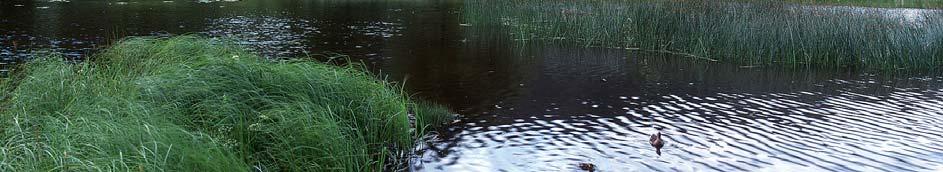 Ute i vannet sees en bestand av sjøsivaks (Schoenoplectus lacustris).