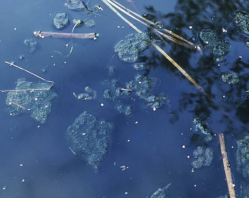 sanitærartikler). Foto: Samfoto. Figur 10. Klumper av blågrønnalger flyter i vannoverflaten nær st.