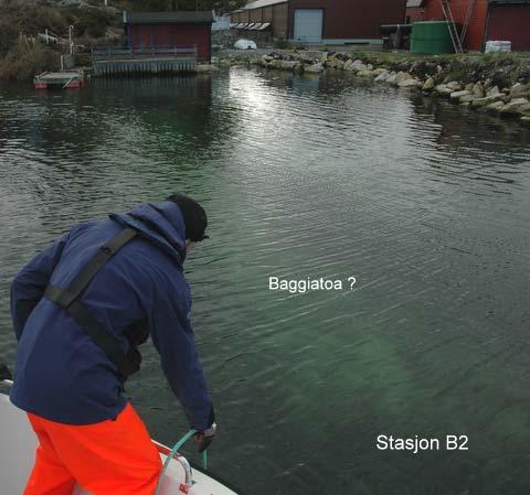 Figur 13. Bilder tatt i sjøområdet utenfor overløpet til settefiskanlegget den 5. mai 2009. Øvst t.v. Stasjon B2 syner den grøne botn, truleg pga eit bakteriebelegg av Beggiatoa. Øvst t.h og nedst t.