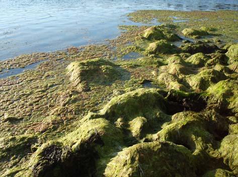 Grunnen til at det ikkje vart registrert noko fauna i litoralsona var på grunn av algeteppet som låg oppå den fastsittande vegetasjonen, samt at det var mykje mudder nedst i litoralsona.