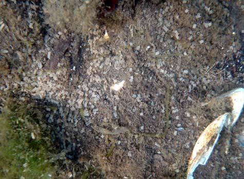 Fjøreblod (Hildenbrandia rubra) førekom med høg dekningsgrad på fjell og stein gjennom heile litoralsona. Som ved Drageidpollen er tangvegetasjonen ved Kjærelva sterkt påverka av ferskvatn.