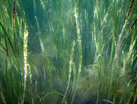 Utanom høvringtang var det førekomstar av trådforma algar som vanleg tarmgrønske, grøndusk, vanleg grøndusk (Cladophora rupestris) tvinnesli, viklesnøre og raudlo (Bonnemaisonia hamifera).