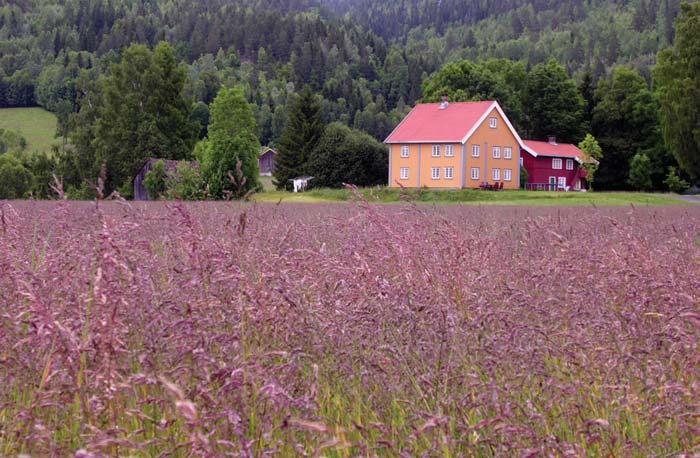 Felleskjøpet starter lisensfrøavl av Eva engrapp Trygve S.