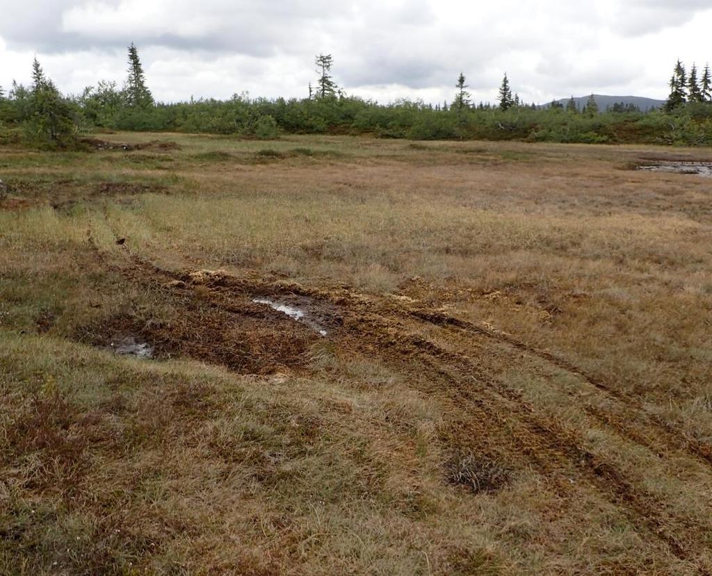 I tillegg til behandling etter verneforskrift må søknaden også vurderes etter naturmangfoldloven, herunder de miljørettslige prinsippene nedfelt i 8-12 (kunnskapsgrunnlag, føre-var prinsippet, samlet