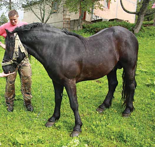 ćima trenutno ima po dvije ili više krava, često i konje, svinje, kokoši Ali oni moraju zdravo odrasti Ovim mladim ženama koje su rodom (Marijana iz Smionice, Manda iz Orašca, Mara iz Pavlovića,