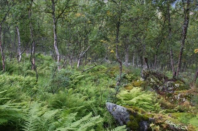 En bjørkeskog med høgstauder, ren høgstaudeutforming (F0401), vokser øst