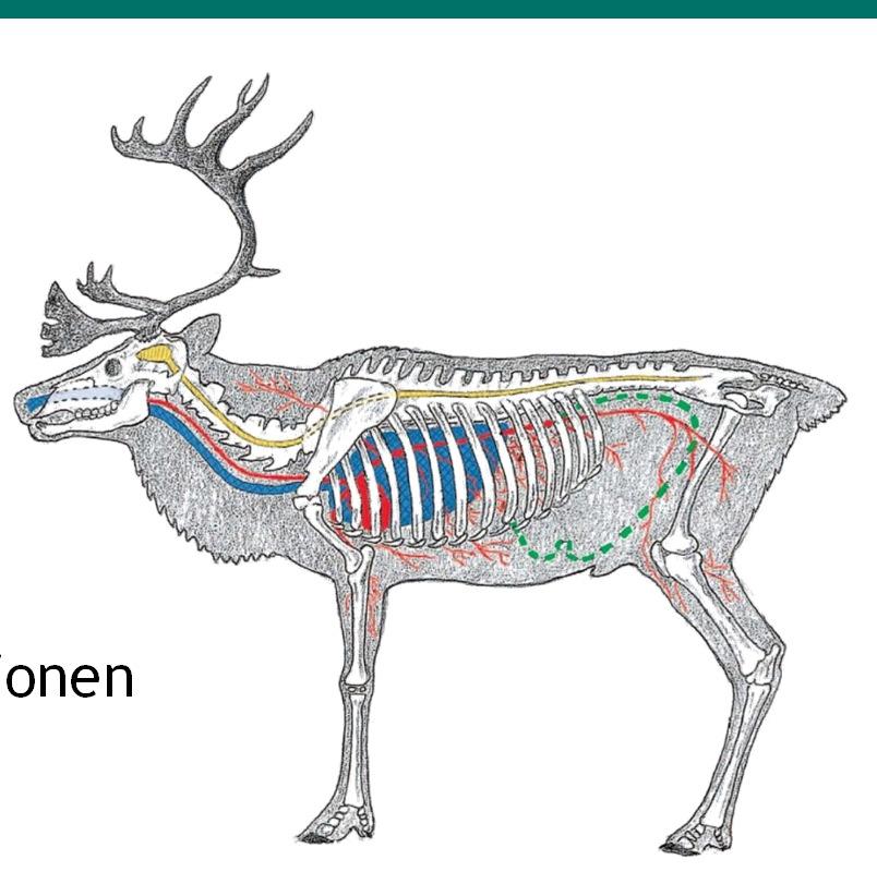 Human og sikker jakt Skudd skal alltid rettes mot vitale organ Vitale organ er hovedsakelig hjerte-/lungeregionen Vent til dyret