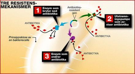 penicillinaseproduksjon ESBL (cefalosporiner, karbapenemer) Endring,