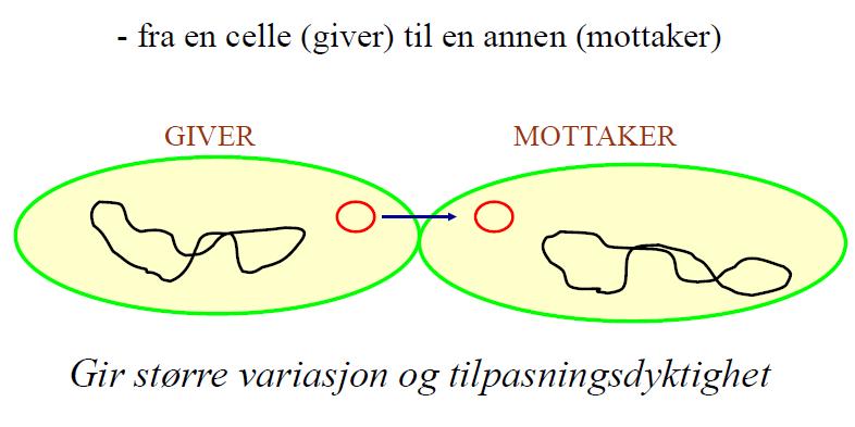 Horisontal (lateral) overføring av genmateriale Sammenhengen