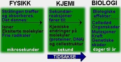 skades cellen repareres cellens funksjoner