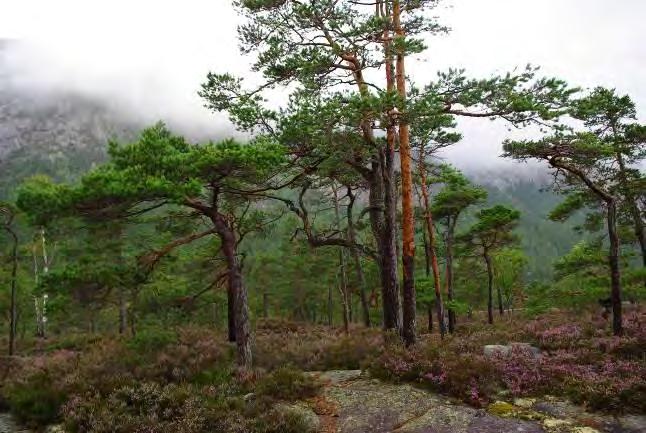 artar Må vurdere om vedtaks-grunnlaget er godt nok Påverknad på landskap, økosystem, naturtyper og artar eigne registreringar Den planlagde utbygginga vil