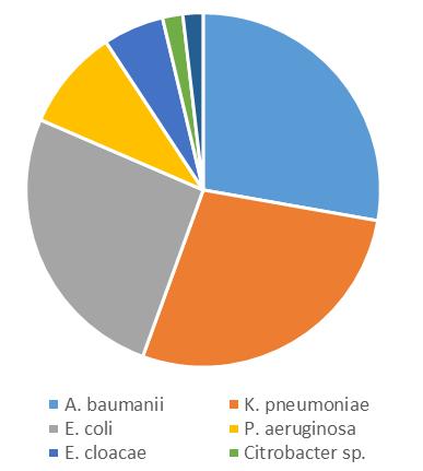 De tre hyppigst meldte bakterietyper i 2016 var A. baumanii, K. pneumoniae og E. coli (fig 10).