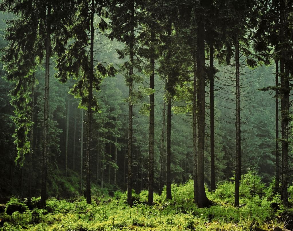 Fra skog... Skog Kun tømmer fra FSC-sertifiserte skogbruk blir til Superwood.