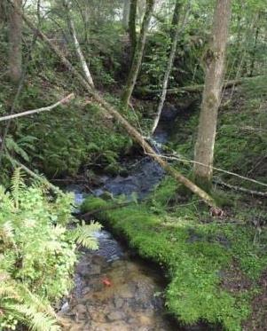 TILTAKSOMRÅDE 17: FROGN TIL BUNNEBOTN FROGN TIL BUNNEBOTN Vassdrag: Bunnefjorden Tiltaksområde (PURA): 17 Vannforekomst (Vann-nett): 005-41-R Beliggenhet: Frogn Vanntype: 11 (leirpåvirkete elver)