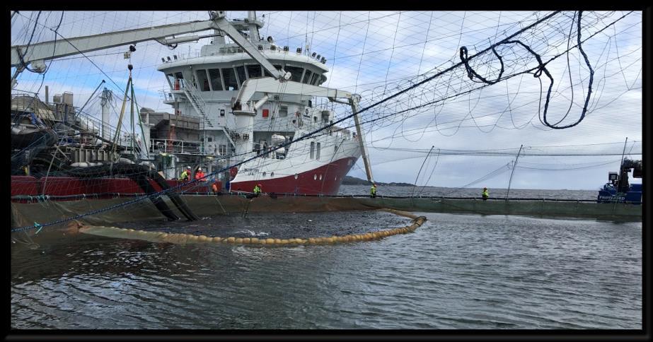 The crowding of the salmon under operations like delousing and