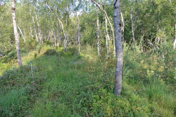 treslag. Vegetasjonen veksler mellom blåbærskog, småbregneskog og gråor-heggeskog (C3). Noe høystaudevegetasjon finnes sporadisk i influensområdet.