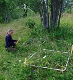 Foto: Hanne Sickel 3.1.2 Romsåsløkken Lokaliteten ligger i Ringebu kommune i Brekkom (gnr.