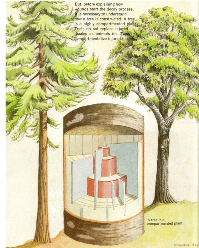 Innkapsling av råte i trær (us: BARIT) En modell som forklarer hvordan trær responderer på mekaniske skader Modellen forklarer på en forenklet måte hvordan trær responderer når stamme, røt ter og
