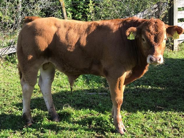 Inseminering er et førstevalg!! Inseminering. -Beste genene både i Norge og utlandet. - Mye mer variert genmateriale i egen besetning.