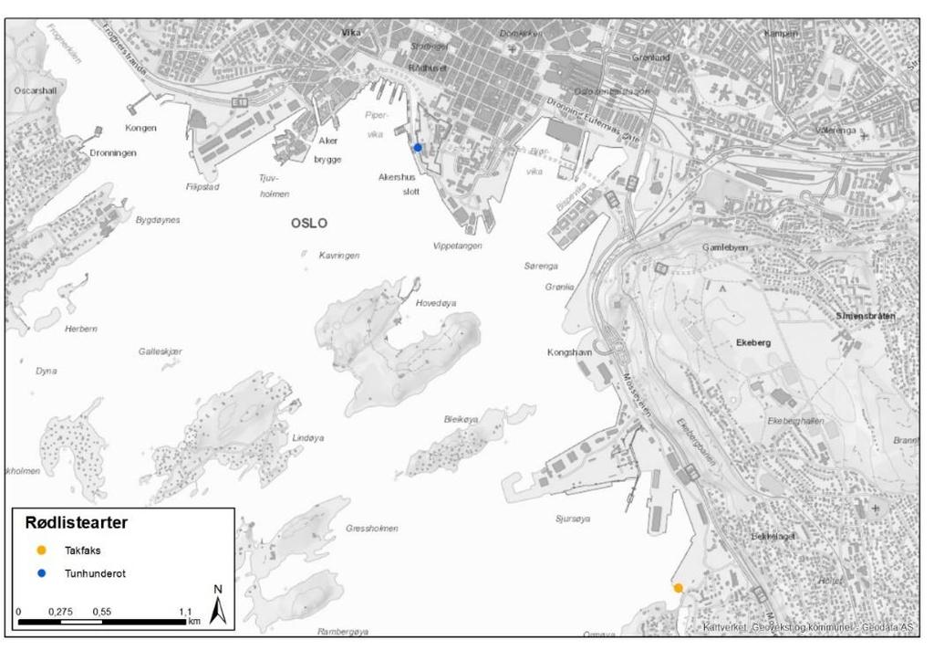 forekommer trolig langs skrenten ved festningsmuren. Det ble i tillegg observert en del alm (VU) og ask (VU) ved Ormsund, men ingen av trærne var av spesiell grov dimensjon.