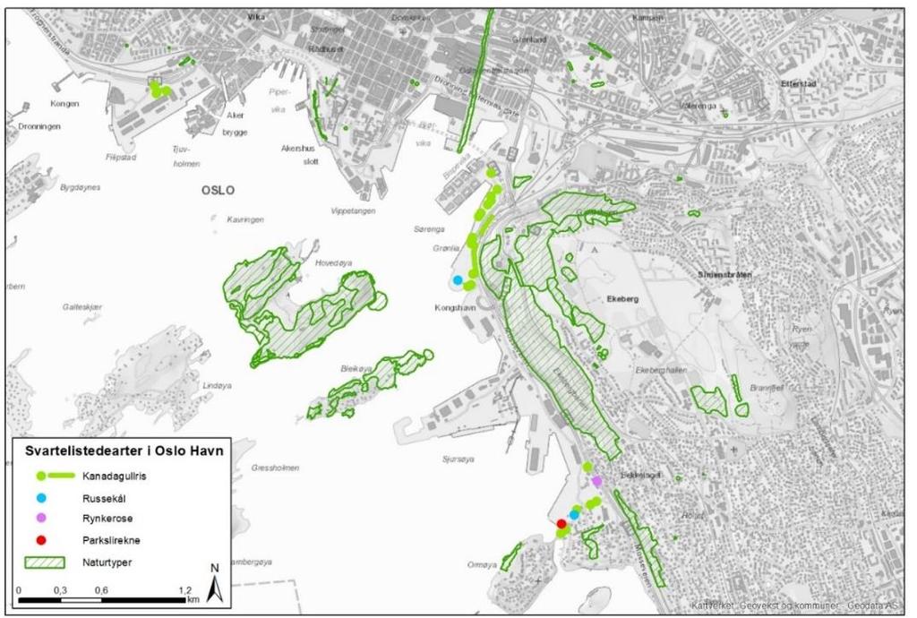 Figur 7. Kart over naturtyper og fremmede arter i og ved Oslo Havn.