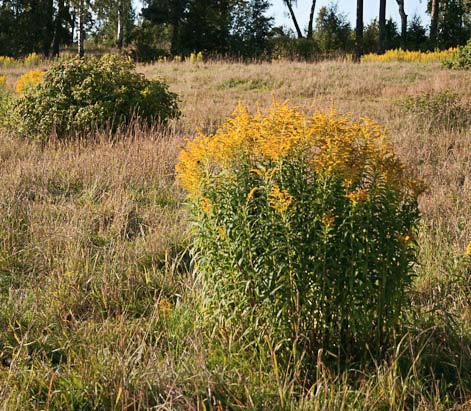 Kanadagullris (Solidago canadensis) Referanse: NIBIO plantevernleksikon. Informasjon er sist oppdatert 2016.