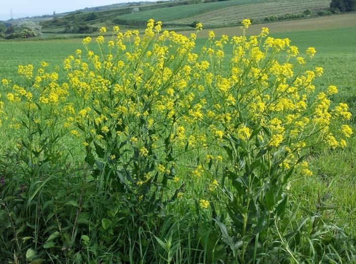 Russekål (Bunias orientalis) Referanse: NIBIO plantevernleksikon. Informasjon er sist oppdatert 2016.