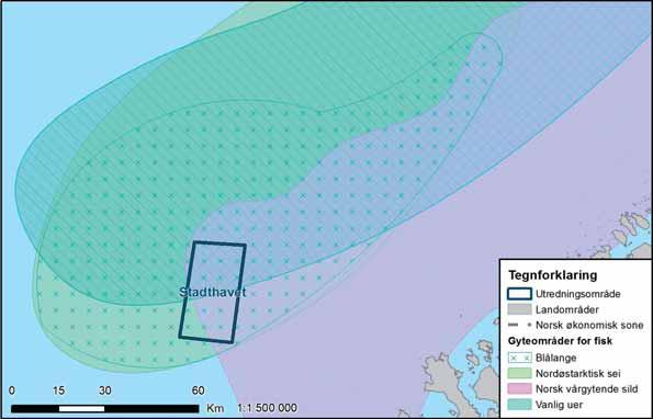 Side 6 av 17 konsekvensene kunne reduseres. Utredningsområdet og influensområdet for anleggsstøy berører også gyteområdene for uer, sei og sild.