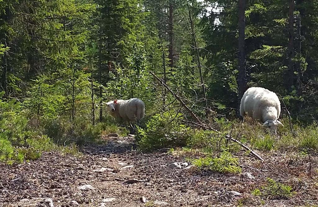 Sau/hund aversjonsdressur Gausdal jeger og fiskerforening tilbyr nå aversjonsdressur av hund mot sau ved hjelp av elektrisk dressurhalsbånd.