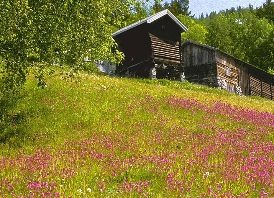 Alt fra mikro organismer til meitemarker og jordrotter lever i jord.