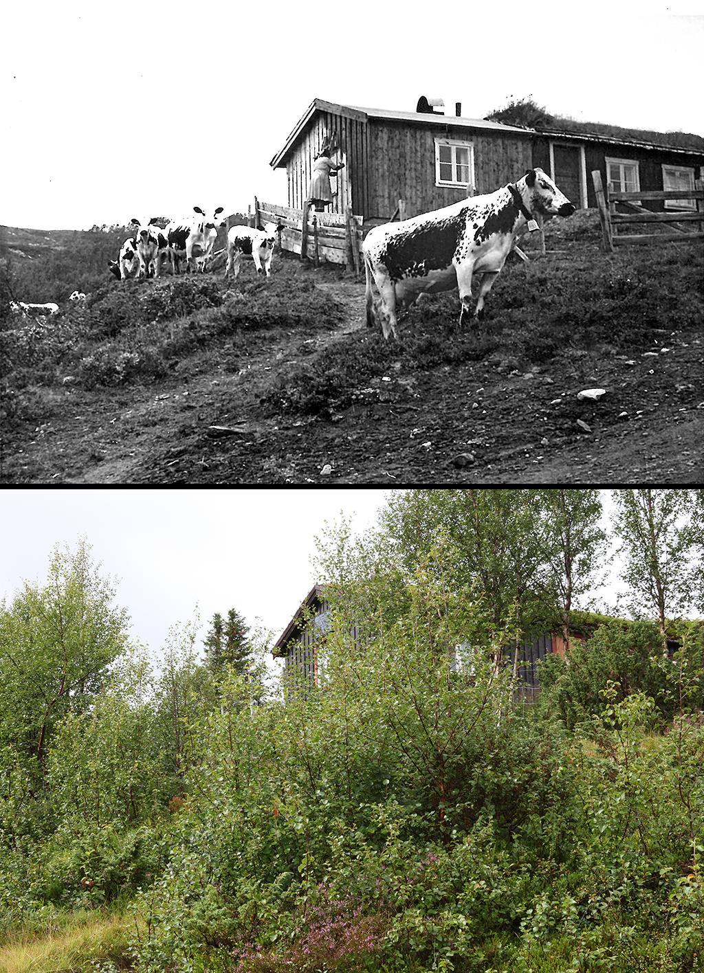 Da både eier, ku og ressurs gikk ut av bruk 1962.