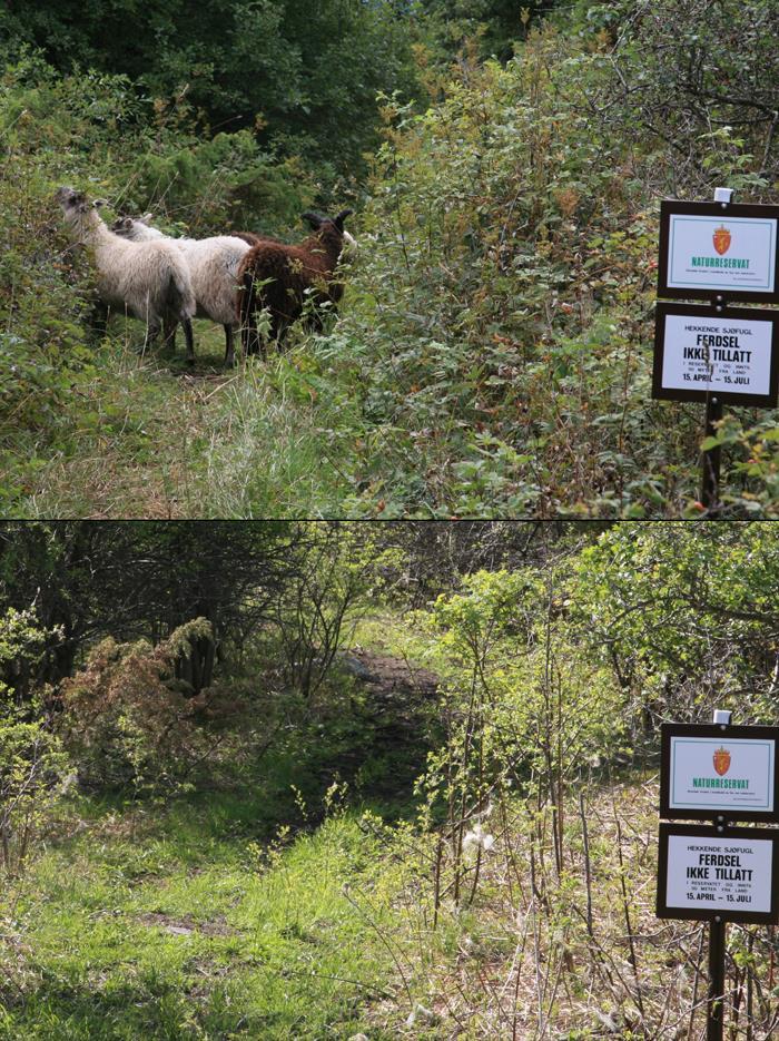 Mange naturreservat er egentlig «kulturreservat» 20.aug. 2010.