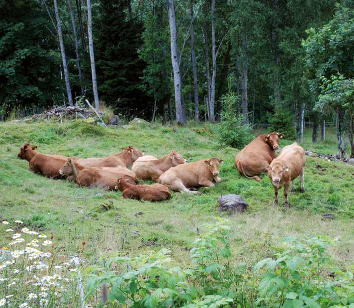 Skogsbeite. Vi er med på limousin laget! Er du?