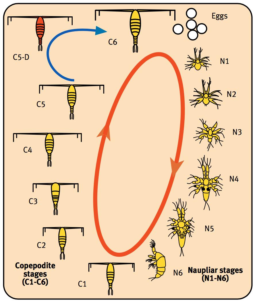 Figur 7. Skjematisk oversikt av livssyklusen til raudåta. Eggene klekkes som nauplierlarver og utvikler seg gjennom seks nauplierstadier (N1-N6) og fem copepodittstadier (C1-C5).