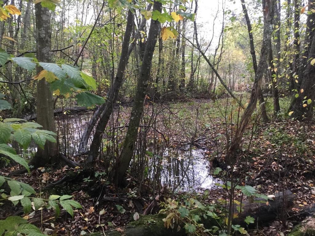 Sumpskogen er rødlistet som flommyr, myrkant og myrskogsmark (NT) (skravur).