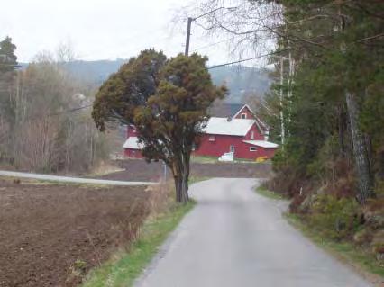 VEGLANDSKAPETS TRÆR OG ALLEER TRÆR OG ALLEER Definisjoner Allé To trerekker, med mimimum 5 trær på rekke, med tilnærmet