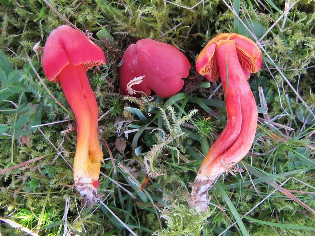 zollingeri, en av fingersoppene. Foto: John Bjarne Jordal. Figur 24.