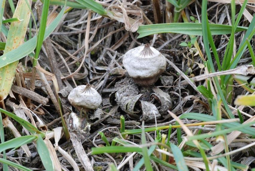 Figur 25. I de tørreste naturbeitemarkene i landet finnes sopparter knyttet til steppelignende habitater. Her dvergjordstjerne Geastrum schmidelii (CR) i Oppland: Vågå. Foto: John Bjarne Jordal.