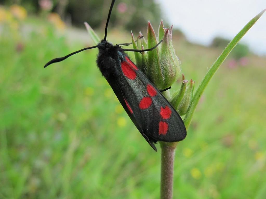 2.3.6.7 Sommerfugler Sommerfugler (orden Lepidoptera) teller i Norge vel 2200 arter, og er en viktig gruppe i kulturlandskapet (Figur 28). 462 arter er ført opp på rødlista.