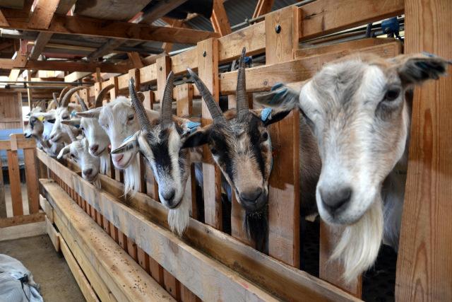 Melkeproduksjon Har vært en stabil trygg produksjon Trenger