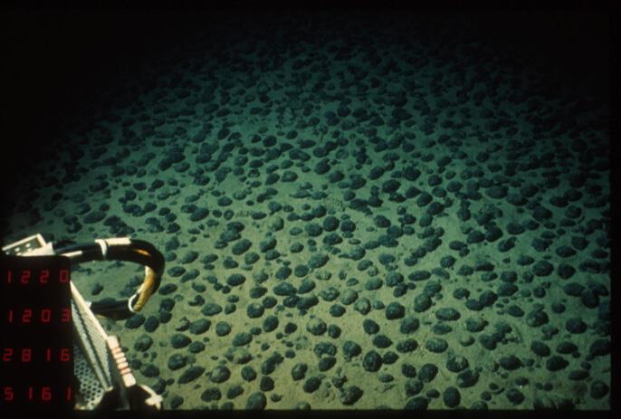 spreitt på botnen av djuphavet, der det er liten tilførsel av sediment frå land Størst konsentrasjon