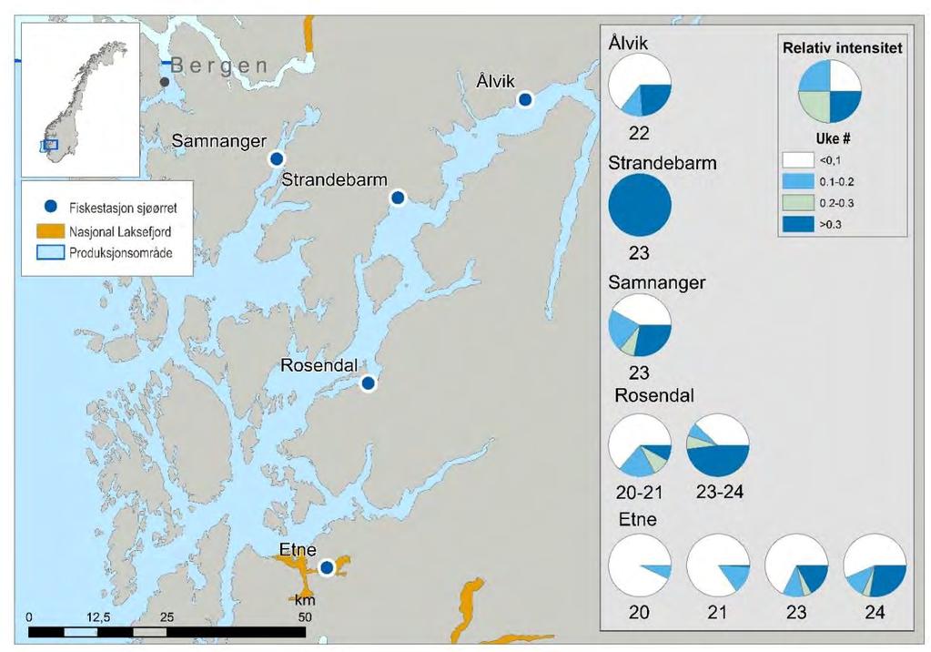 Figur 16. Kart over stasjoner for ruse og garnfangst av sjøørret i Hardanger. Sektordiagrammet illustrerer relativ mengde lus på sjøørret.