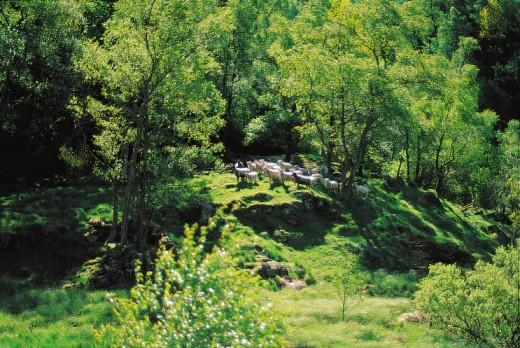 2.2 GEOLOGI OG VEGETASJON Figur 3 Fjell i Sokndal. Foto Knut Bry. Grunnfjellet i de sørlige delene av Dalane benevnes Egersundfeltet og legger i høy grad premissene for Sokndals geologi og vegetasjon.