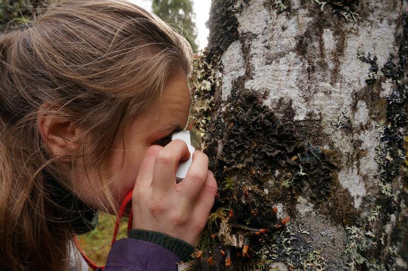 Området har høgbonitetesgranskog nær kysten, med en rik og sjelden lavflora som vi fikk